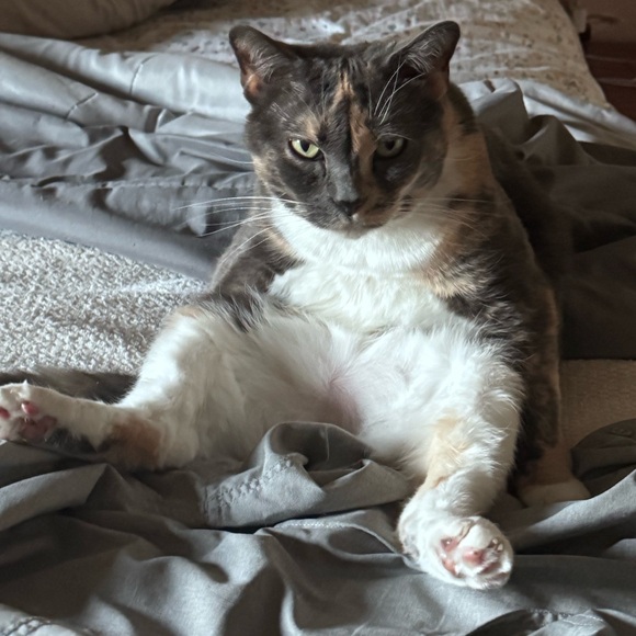 catrescue951